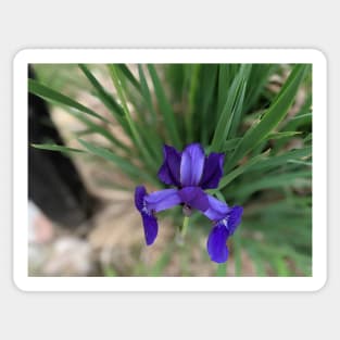 Dark Purple Flower From Above Photographic Image Sticker